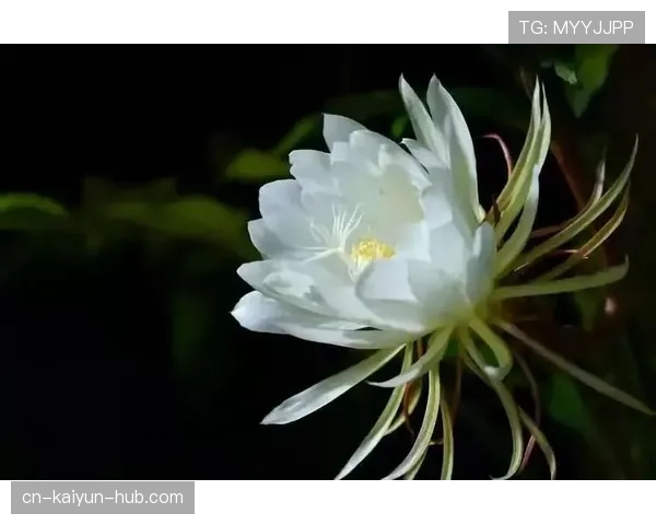 巴尔科拉多次打出高光表现 是否只是昙花一现？